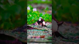 Bird Photography with nikon D500  Wildlife photography  shorts ytshorts trendingshorts [upl. by Kirat214]