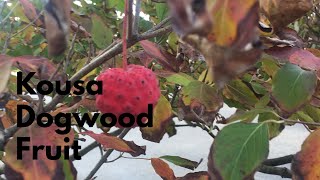 Kousa Dogwood Edible Fruit Tree [upl. by Simpkins531]