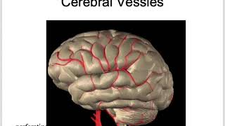 Stroke Introduction localization and pathophysiology [upl. by Uile]