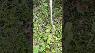 sanibelisland baby Gopher Tortoise look closely [upl. by Ninehc]