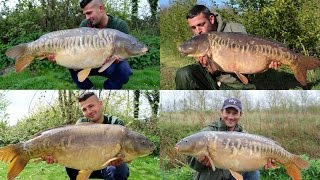 Carp Fishing Cottington Lakes 2015 Including 10 fish over 30lbs to 42lbs [upl. by Stearns822]