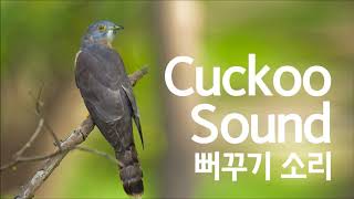 Cuckoo Sound Bird Singing Natural Sound 뻐꾸기 소리 ASMR [upl. by Esbensen]