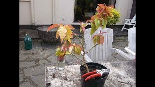 Propagating Cactus  How to take cuttings amp prune Pereskia [upl. by Auston]