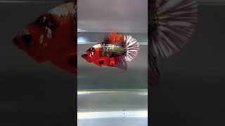 Pattren Red Silver Giant Betta bettafish [upl. by Jillian]