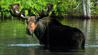 Maine Moose Safari [upl. by Jaime]