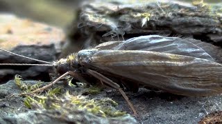 Trichoptera and Chirinomid  Caddisfly and Midge  River Lea London [upl. by Aihsilat]