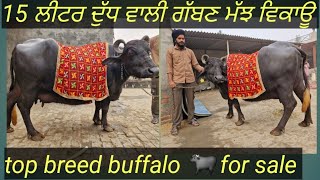 12 November 24 ਗੱਬਣ ਮੱਝ ਵਿਕਾਊ one buffalo for salebestqulity topbufflosale [upl. by Heger]