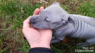 Thailand Ridgeback Dog Puppies playing [upl. by Anaujat]