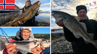 SHORE FISHING NORWAY  DAY 3 PT 1  COD  HADDOCK AND PLAICE FISHING AT STRAUMEN  MASTERFISHERMAN [upl. by Telracs53]