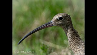 Curlew Cam 2024 Highlights [upl. by Eerolam]