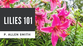 Lilies 101 Care Types and Handling [upl. by Mulac]