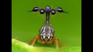 Helicopterlike Treehopper from Ecuador [upl. by Sidnala]