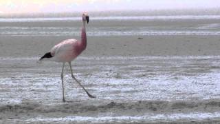 Andean Flamingo Phoenicopterus andinus [upl. by Anairdna]