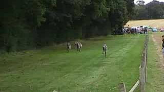 Deerhounds Lure Coursing [upl. by Halfdan435]