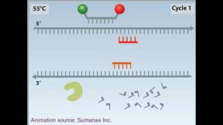 rtPCR animation [upl. by Hachman22]