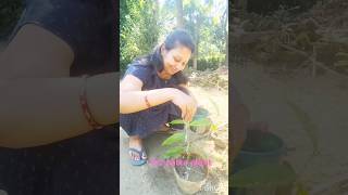 How to grow Tez patta bay leaf  bay leaf plant propagation  gardening bayleaf [upl. by Ahsar]