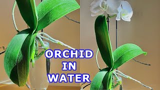 How to Grow Orchids in Water [upl. by Nyvek]