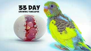 Growing Budgerigar Babies  Growth Stages For 33 Days [upl. by Winni]