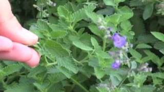 GardeningClubcom  Walkers Low Catmint perennial plant of the year [upl. by Iverson]