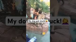 Margie’s stuck🤦‍♀️😂dog mastiff bigdog viral subscribe [upl. by Mitran]