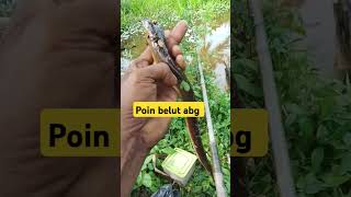 Salam satu hobi short ngurekbelut mancing fishing ngurekbelutbabon mancingbelut [upl. by Nowyt562]