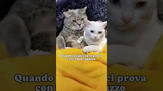 Ma come si permette  🙀🙀🙀😹😹😹catmeme catlover gattitaliani gattini gattoni amoremio amore [upl. by Amle]