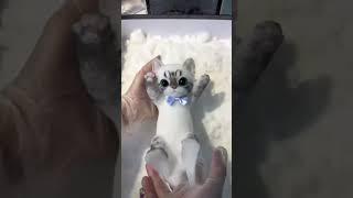 This is the softest toy in the world cat funny catlover animals amazingfacts viralshort facts [upl. by Naoj]