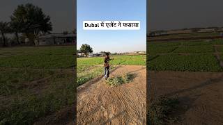 दुबई में एजेंट ने फसाया  dubailife dubaireels dubaivillege shorts [upl. by Htessil818]