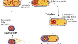 Biología  Endospora [upl. by Elleiad48]