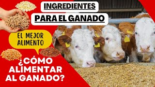 ALIMENTO PARA GANADO  ¿QUÉ INGREDIENTES NECESITO  ¿CÓMO ALIMENTAR GANADO [upl. by Nehemiah]