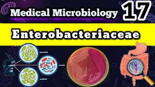 Enterobacteriaceae Family 🦠 شرح بالعربي [upl. by Queena]