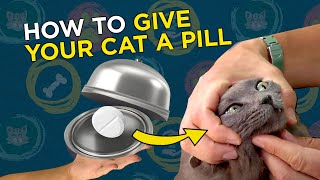 How To Give Your Cat A Pill  VetVid Cat Care Vido [upl. by Teddy112]