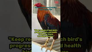 Advance Gamefowl Breeding and Training Program [upl. by Appleton]