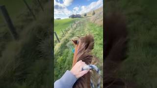 The OG video that started it all🫡Glad I decided to gallop Rusty home in a halter and rope🚀horses [upl. by Zeuqcaj]