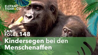 NachwuchsSegen bei den Affen im Zoo Leipzig Langfolge 148  Elefant Tiger amp Co  ARD [upl. by Animar]