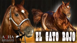 El Mejor Caballo Para Ganado quotHigh Brow Catquot 🐴Del Cerro Soy [upl. by Amalbena]