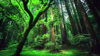 Peru Amazon Ayahuasca Shamanic Songs [upl. by Maryn490]