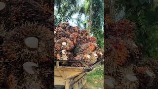 malaysia plantation palmoil today viralnew work video [upl. by Parrnell]