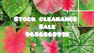 vilakkuravil chedikal  plant lovers  aglonema lovers9656868918 [upl. by Anneliese735]