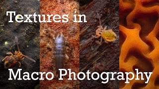 How to use Texture in Macro Photography [upl. by Buchheim324]