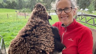 Tanning my First Sheepskin  Permaculture Life [upl. by Eirrotal]