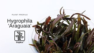 Hygrophila Araguaia [upl. by Maltz]