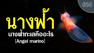 นางฟ้าทะเล Sea angel  ไทยกระจ่าง [upl. by Pierpont]