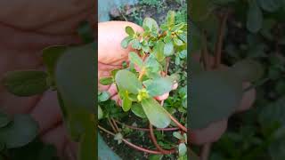 Beneficios y Propiedades de la Verdolaga Portulaca planta nutritiva plantas hierbasmedicinales [upl. by Ahsiken]