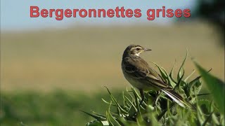 BERGERONNETTE GRISE  Chant à la fin [upl. by Sension]