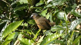 Nilgiri Laughingthrush [upl. by Amlas285]