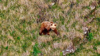 Un ours des Pyrénées émotion indescriptible [upl. by Aiynat]