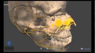 Migraine Pathophysiology  In depth [upl. by Romola]