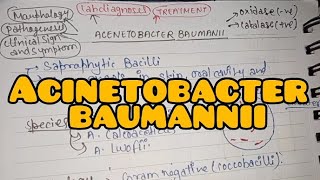 Acinetobacter Baumannii  Quick Revision  Bacteriology in Hindi [upl. by Enayr]