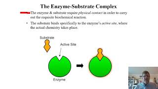 Biochemistry Lecture 8 [upl. by Thirzia]